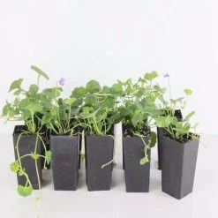 Shrubs Viola Hederacea Native Violet