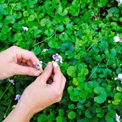 Shrubs Viola Hederacea Native Violet