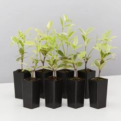 Shrubs Valley Lights Variegated Star Jasmine