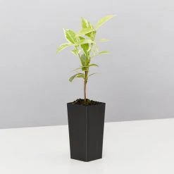 Shrubs Valley Lights Variegated Star Jasmine