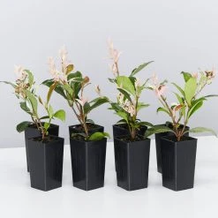 Shrubs Variegated Star Jasmine Full Sun