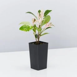 Shrubs Variegated Star Jasmine Full Sun