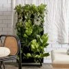 Indoor Garden Gift Kits Greenwall Kit - Includes Plants 2 Indoor Garden Gift Kits Greenwall Kit - Includes Plants