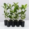 Hedge Viburnum Odoratissimum 'Sweet Viburnum' Screening Plant Pack Hedging Plants
