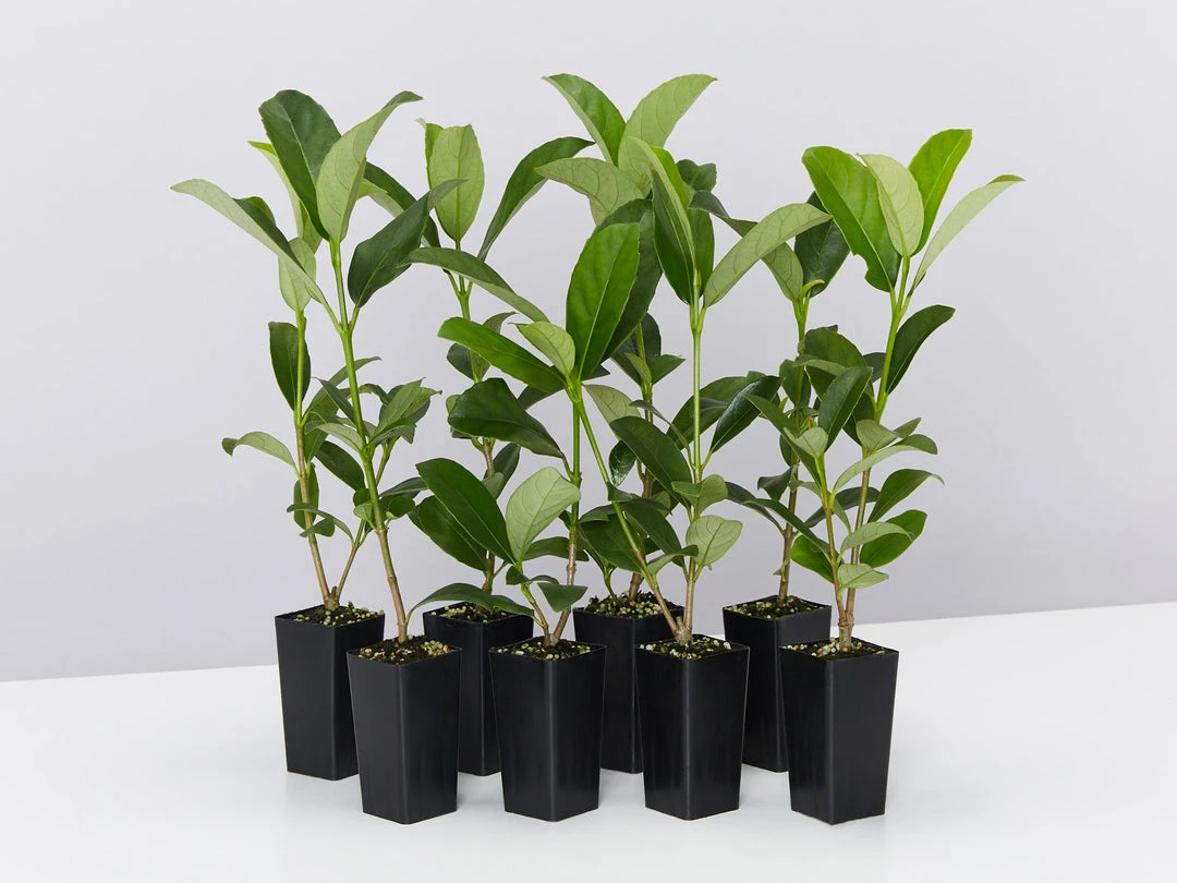 Hedge Viburnum Odoratissimum 'Sweet Viburnum' Screening Plant Pack Hedging Plants 3 Hedge Viburnum Odoratissimum 'Sweet Viburnum' Screening Plant Pack Hedging Plants