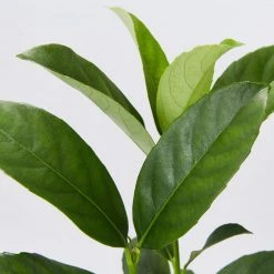 Hedge Viburnum Odoratissimum 'Sweet Viburnum' Screening Plant Pack Hedging Plants 10 Hedge Viburnum Odoratissimum 'Sweet Viburnum' Screening Plant Pack Hedging Plants