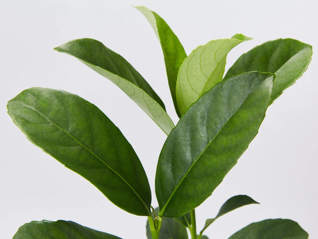 Hedge Viburnum Odoratissimum 'Sweet Viburnum' Screening Plant Pack Hedging Plants 5 Hedge Viburnum Odoratissimum 'Sweet Viburnum' Screening Plant Pack Hedging Plants