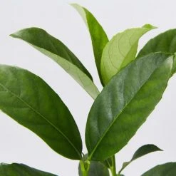 Shrubs Viburnum Odoratissimum 85mm