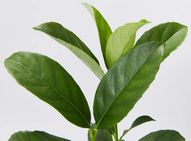 Shrubs Viburnum Odoratissimum 85mm 4 Shrubs Viburnum Odoratissimum 85mm