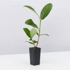 Hedge Viburnum Odoratissimum 'Sweet Viburnum' Screening Plant Pack Hedging Plants 12 Hedge Viburnum Odoratissimum 'Sweet Viburnum' Screening Plant Pack Hedging Plants