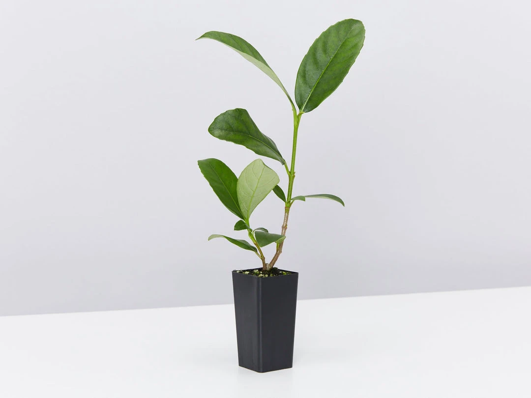 Hedge Viburnum Odoratissimum 'Sweet Viburnum' Screening Plant Pack Hedging Plants 7 Hedge Viburnum Odoratissimum 'Sweet Viburnum' Screening Plant Pack Hedging Plants