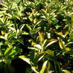 Viburnum Odoratissimum Emerald Lustre Tall Hedge Pack 10 Viburnum Odoratissimum Emerald Lustre Tall Hedge Pack