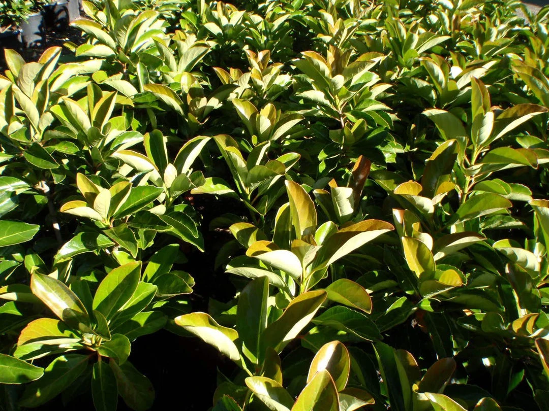 Viburnum Odoratissimum Emerald Lustre Tall Hedge Pack 6 Viburnum Odoratissimum Emerald Lustre Tall Hedge Pack