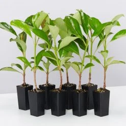 Viburnum Odoratissimum Emerald Lustre Tall Hedge Pack