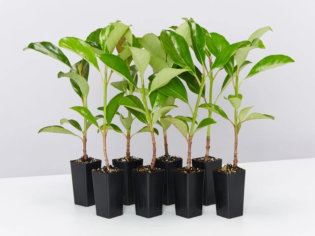 Viburnum Odoratissimum Emerald Lustre Tall Hedge Pack 3 Viburnum Odoratissimum Emerald Lustre Tall Hedge Pack