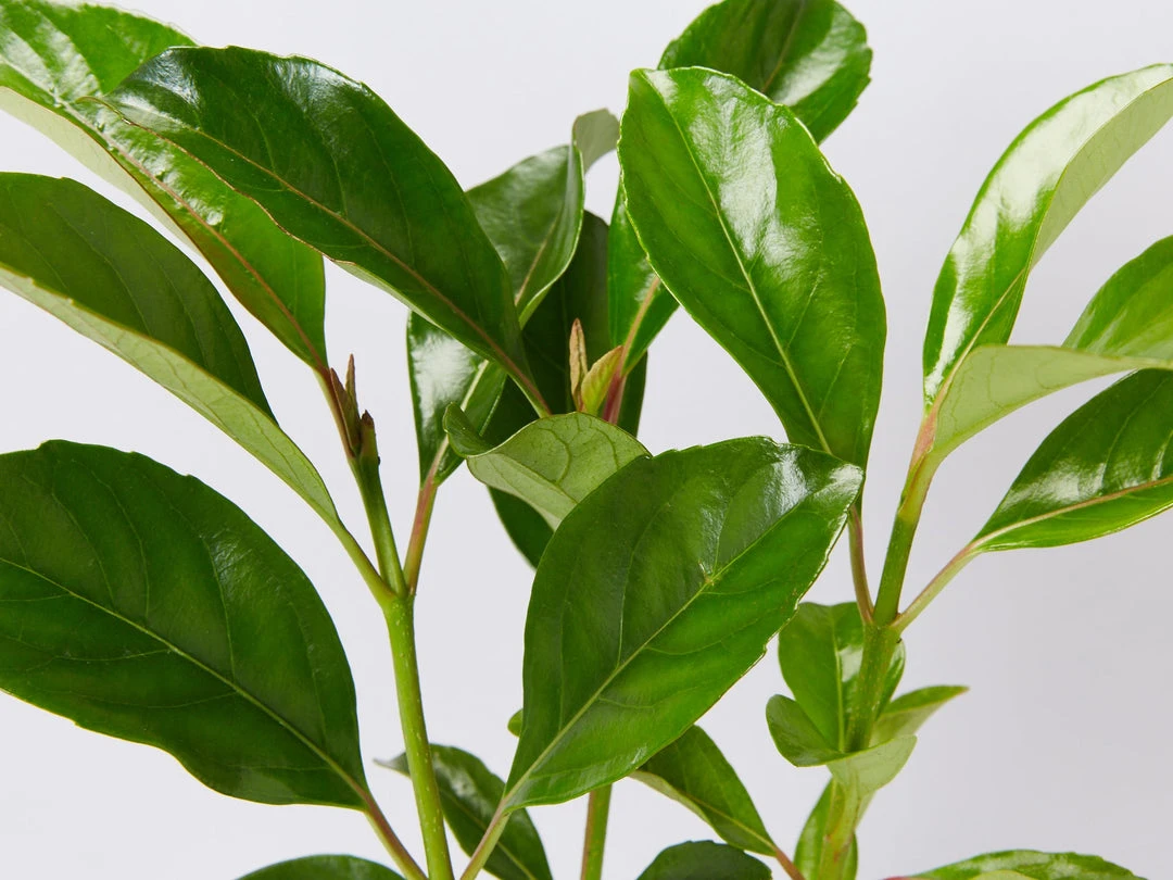 Viburnum Odoratissimum Emerald Lustre Tall Hedge Pack 4 Viburnum Odoratissimum Emerald Lustre Tall Hedge Pack