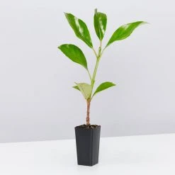 Viburnum Odoratissimum Emerald Lustre Tall Hedge Pack 9 Viburnum Odoratissimum Emerald Lustre Tall Hedge Pack