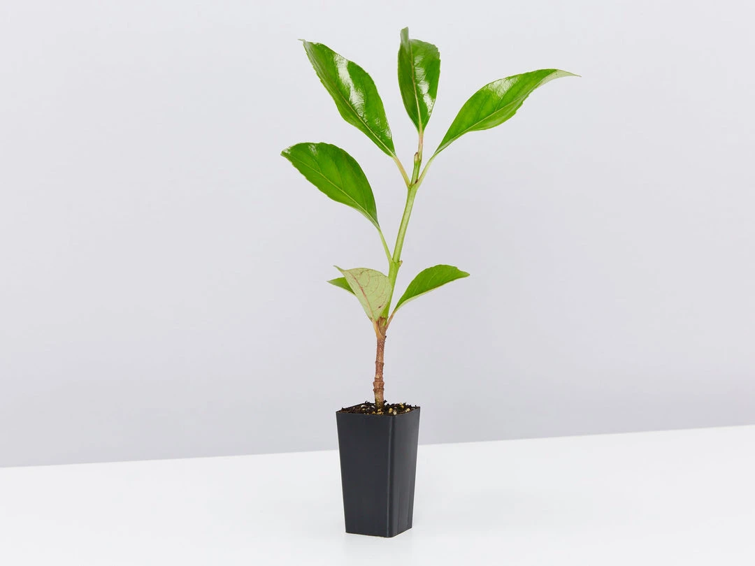 Viburnum Odoratissimum Emerald Lustre Tall Hedge Pack 5 Viburnum Odoratissimum Emerald Lustre Tall Hedge Pack