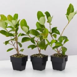 Shrubs Viburnum Odoratissimum 85mm