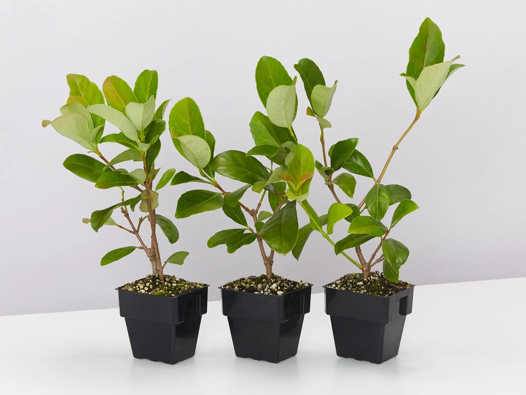 Shrubs Viburnum Odoratissimum 85mm 3 Shrubs Viburnum Odoratissimum 85mm