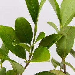 Shrubs Viburnum Odoratissimum 85mm 11 Shrubs Viburnum Odoratissimum 85mm