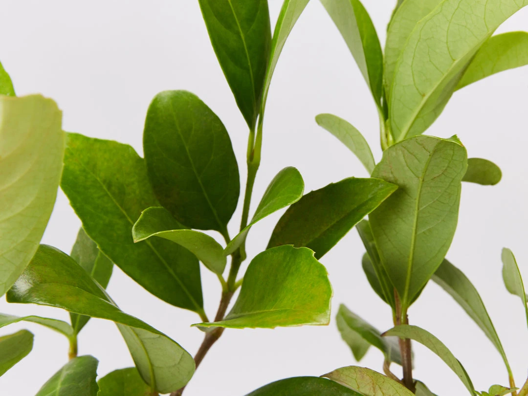 Shrubs Viburnum Odoratissimum 85mm 7 Shrubs Viburnum Odoratissimum 85mm