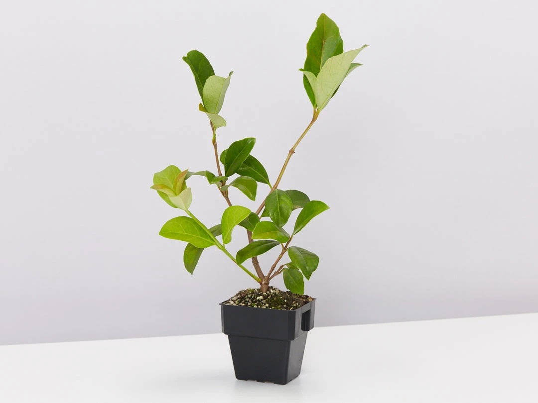 Shrubs Viburnum Odoratissimum 85mm 5 Shrubs Viburnum Odoratissimum 85mm