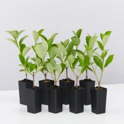 Ozbreed Viburnum Odoratissimum Dense Fence™ Pbr Hedge