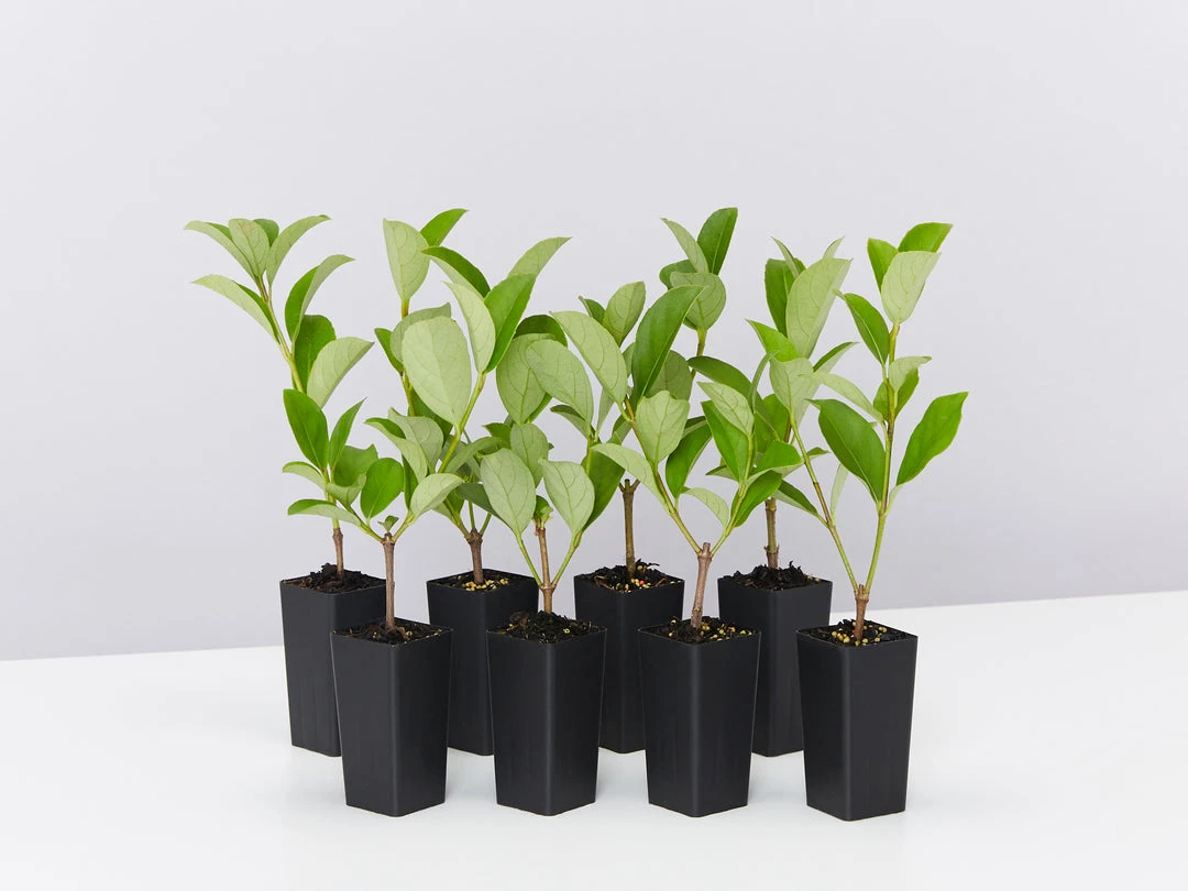 Ozbreed Viburnum Odoratissimum Dense Fence™ Pbr Hedge 3 Ozbreed Viburnum Odoratissimum Dense Fence™ Pbr Hedge