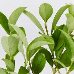 Ozbreed Dense Fence™ Viburnum Odoratissimum ‘VOC1’ Pbr Shrubs