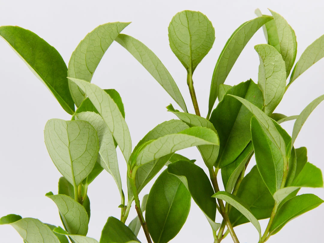 Ozbreed Viburnum Odoratissimum Dense Fence™ Pbr Hedge 4 Ozbreed Viburnum Odoratissimum Dense Fence™ Pbr Hedge