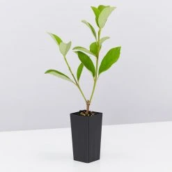 Ozbreed Viburnum Odoratissimum Dense Fence™ Pbr Hedge 9 Ozbreed Viburnum Odoratissimum Dense Fence™ Pbr Hedge