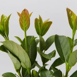 Ozbreed Hedging Plants Quick Fence™ Viburnum Odoratissimum ‘VOQ1’