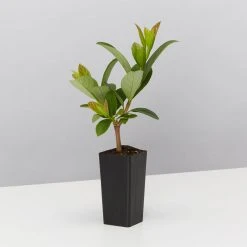 Ozbreed Hedging Plants Quick Fence™ Viburnum Odoratissimum ‘VOQ1’