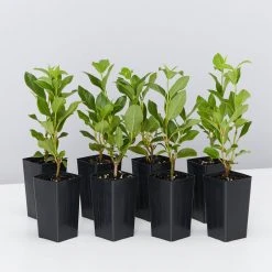 Hedge Hedging Plants Viburnum Tinus