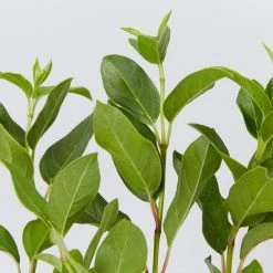 Hedge Hedging Plants Viburnum Tinus