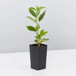 Hedge Hedging Plants Viburnum Tinus