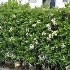 Hedge Viburnum Odoratissimum Emerald Jewel