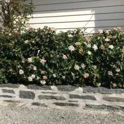 Hedge Hedging Plants Viburnum Tinus
