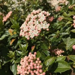 Hedge Hedging Plants Viburnum Tinus