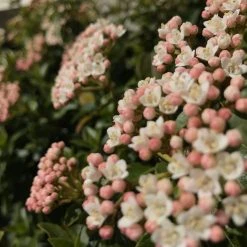 Hedge Hedging Plants Viburnum Tinus
