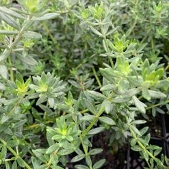 Shrubs Westringia Fruticosa Hedging Plants 11 Shrubs Westringia Fruticosa Hedging Plants