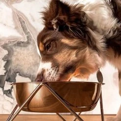 Bendo Best Selling Gifts The WOOF Dog Bowl - MIX 'N MATCH