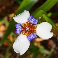 Shrubs Neomarica Northiana 'Walking Iris' Plant Packs Border Plants
