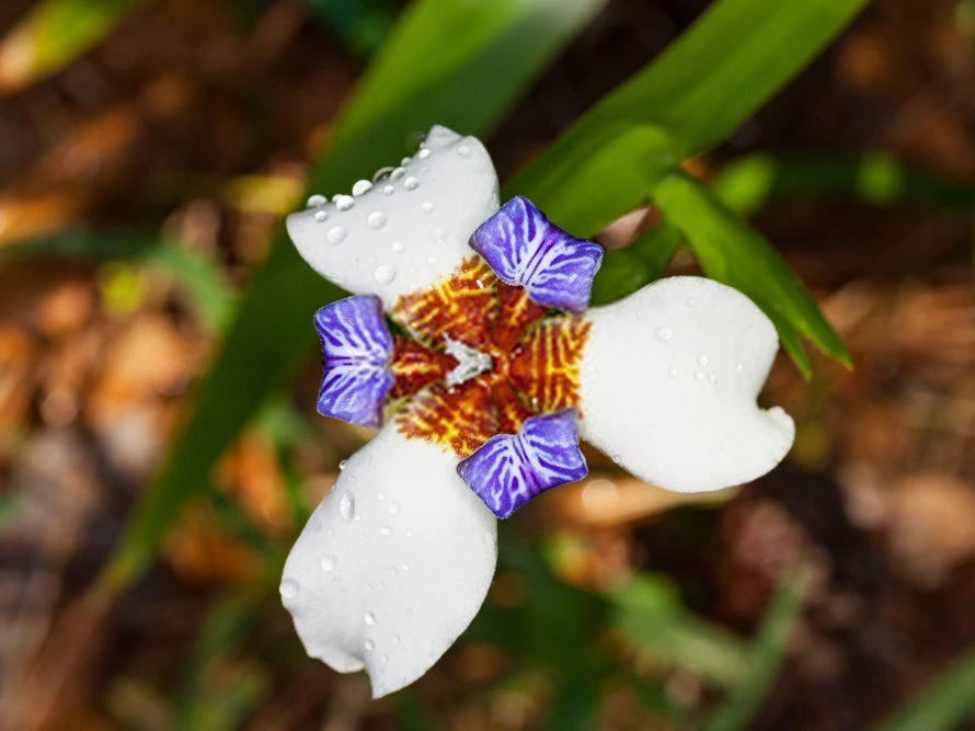 Shrubs Neomarica Northiana 'Walking Iris' Plant Packs Border Plants 4 Shrubs Neomarica Northiana 'Walking Iris' Plant Packs Border Plants