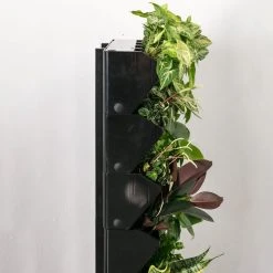 Indoor Garden Gift Kits Greenwall Kit - Includes Plants
