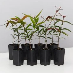 Plants In A Box The Weeping Lilly Pilly (Waterhousia Floribunda)