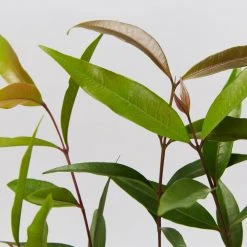 Plants In A Box The Weeping Lilly Pilly (Waterhousia Floribunda) 9 Plants In A Box The Weeping Lilly Pilly (Waterhousia Floribunda)