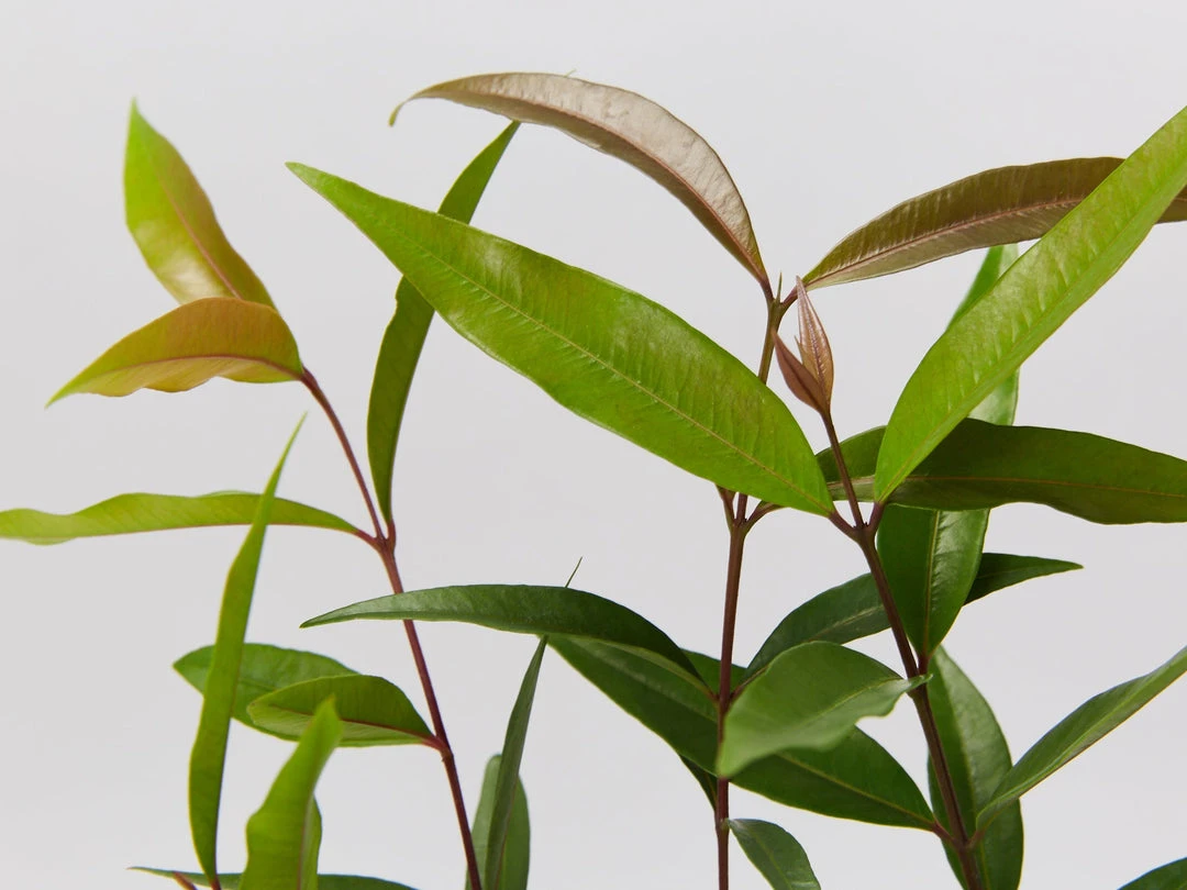 Plants In A Box The Weeping Lilly Pilly (Waterhousia Floribunda) 5 Plants In A Box The Weeping Lilly Pilly (Waterhousia Floribunda)