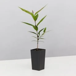 Plants In A Box The Weeping Lilly Pilly (Waterhousia Floribunda) 10 Plants In A Box The Weeping Lilly Pilly (Waterhousia Floribunda)